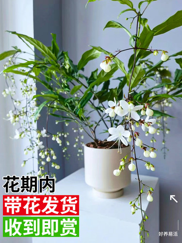 垂丝茉莉盆栽带花苞风车绿植