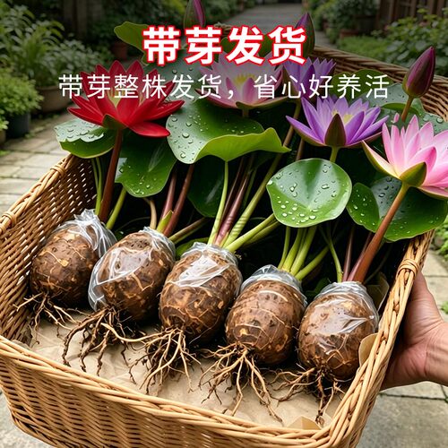 睡莲水培植物四季水养花卉水池塘莲花根块盆栽碗莲荷花藕种带花苞