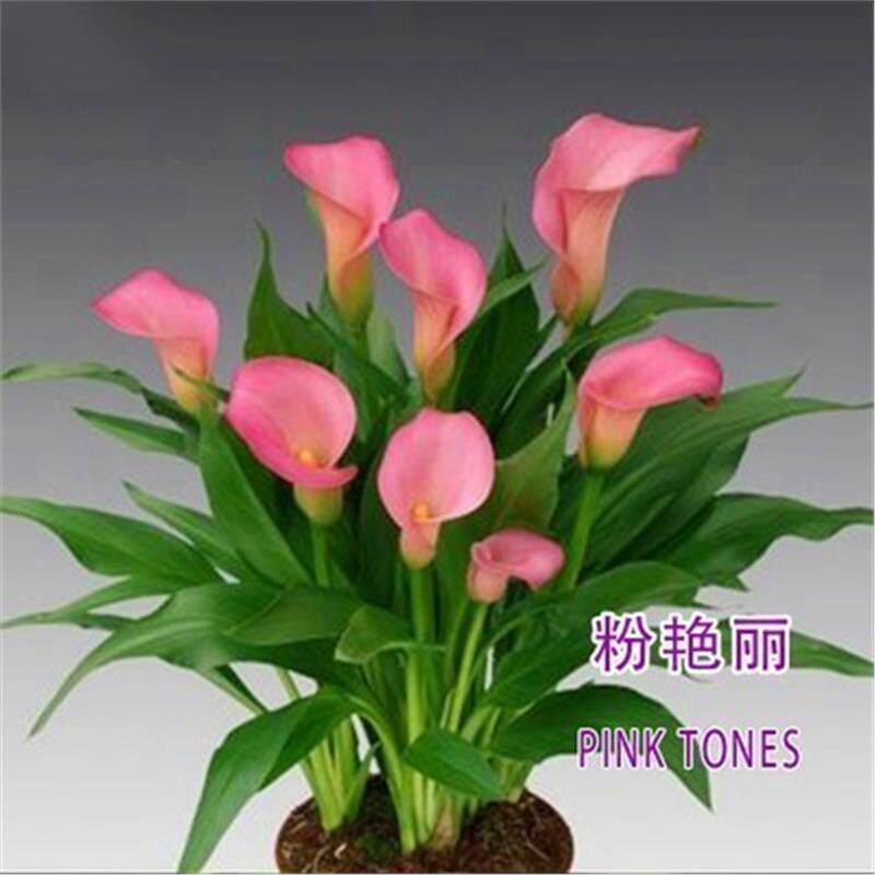 现货马蹄莲种球进口土培花