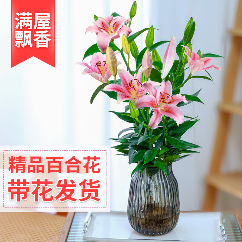 水培植物香水百合花盆栽带花苞室内办公室客厅好养花卉水养插花