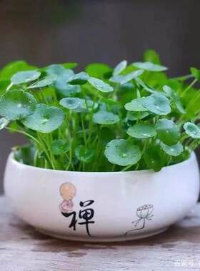 大叶子铜钱草盆栽水培植物养