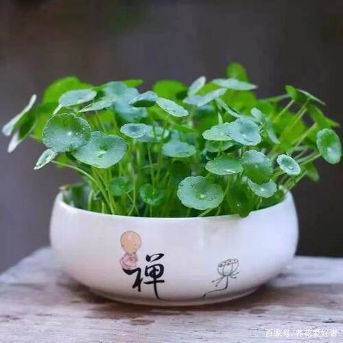 大叶子铜钱草盆栽水培植物养