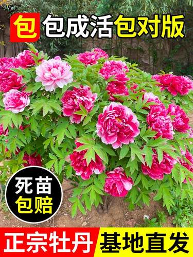 牡丹花苗盆栽正宗洛阳带苞