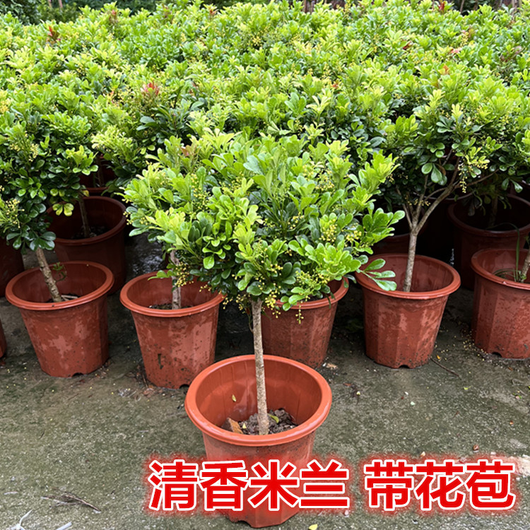 米兰盆栽花苗花卉阳台观花喜阳植物净化空气四季绿植盆景开花耐寒