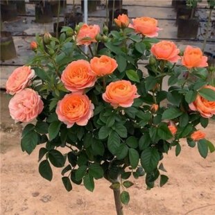 树桩月季花大花多色花卉棒棒糖庭院开花嫁接高杆玫瑰果汁阳