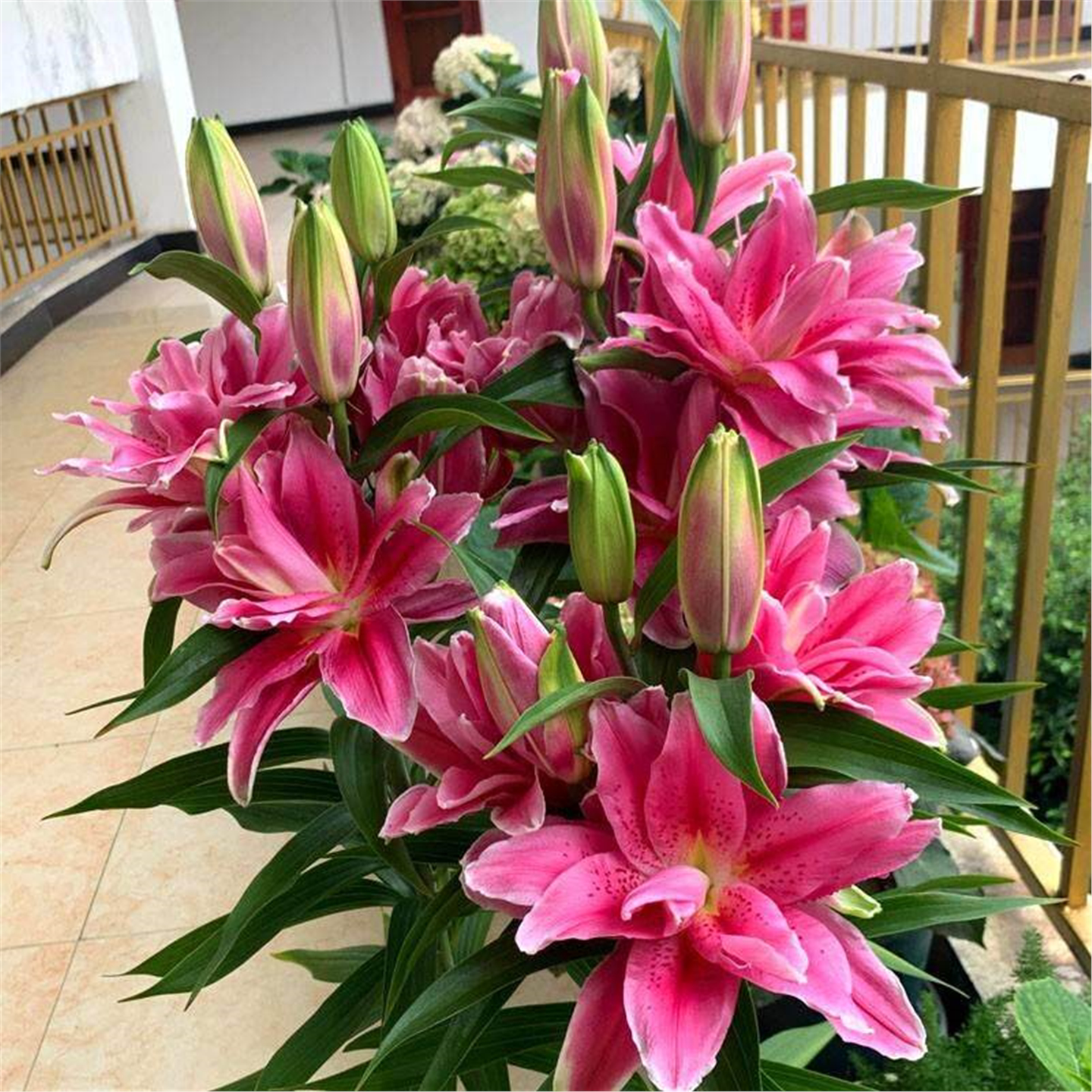 香水百合花种球带芽盆栽卉