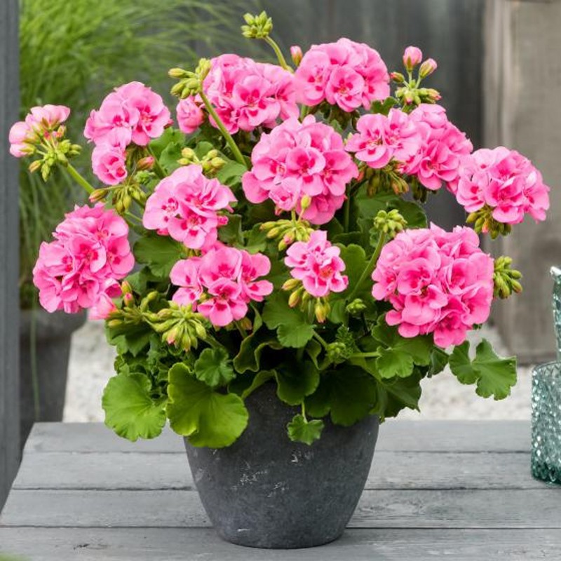 天竺葵盆栽大花洋绣球四季开