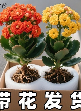 长寿花盆栽带花苞金狐狸四季开大花易活好养室内绿植花卉多肉植物