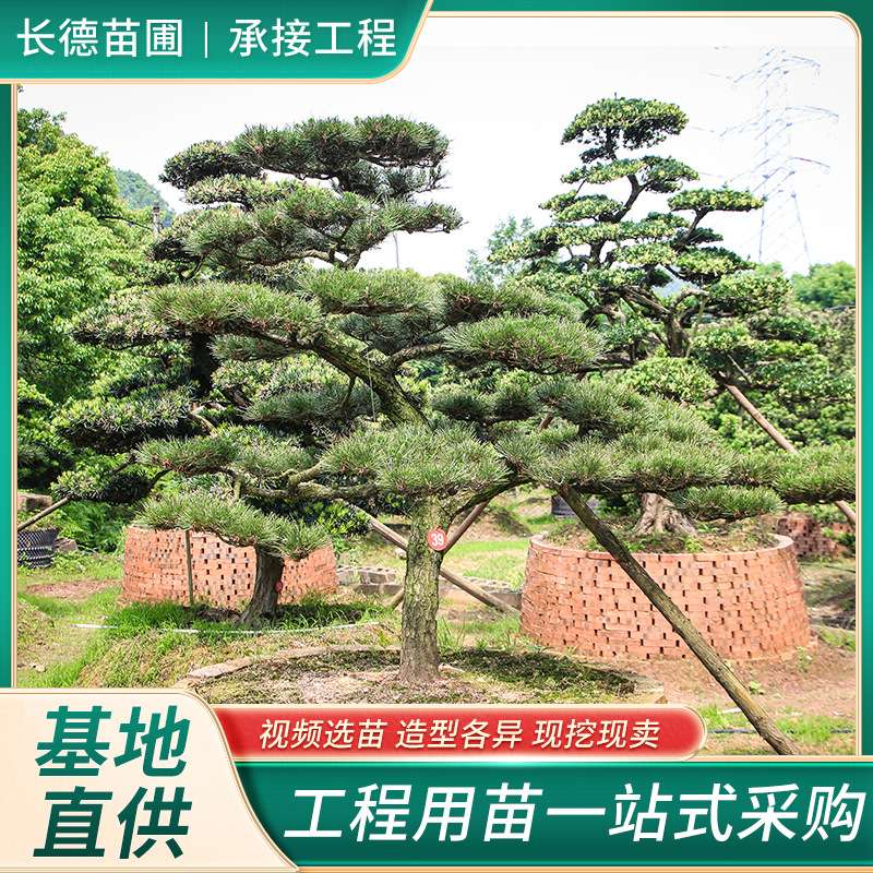 黑松造型树湖南苗木基地别墅庭院观赏花木基地价低质优苗木