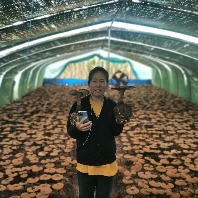 长白赤山芝子粉250克孢产地直销一QNC灵手货源