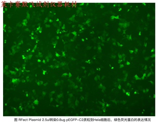 百代RFect质粒DNA转染试剂盒,专用质粒DNA细胞转染,适用贴壁细胞
