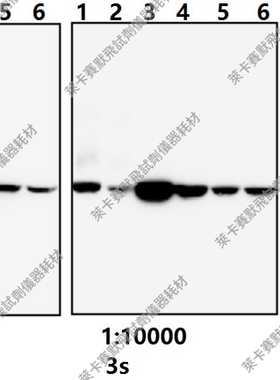 Bioworld单/多克隆抗体 内参抗体β-肌动蛋白(4D3)单克隆抗体-HRP