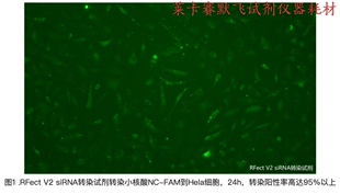百代Rfect V2 siRNA转染试剂,适用贴壁细胞株转染siRNA转染效率高