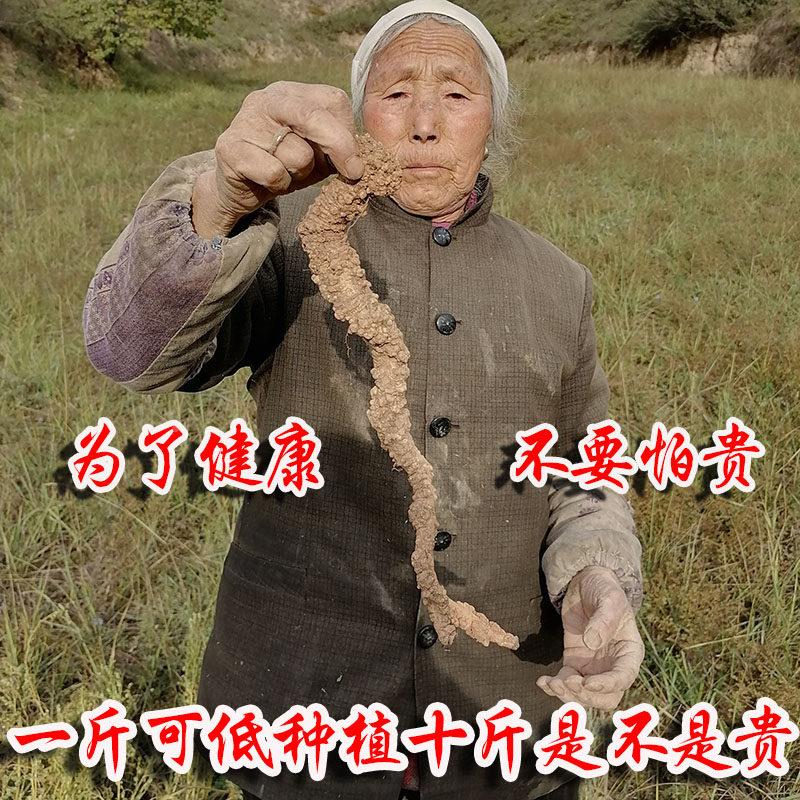 甘参肃特级野生党纯参天然岷县党NUF野党党狮子头土纹潞党参上参5