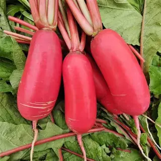 新鲜红皮萝卜9斤装红皮白心萝卜脆嫩腌制泡菜专用时令蔬菜包邮,水产肉类/新鲜蔬果/熟食,萝卜/胡萝卜,淘宝优惠券,粉丝福利购,淘宝优惠卷