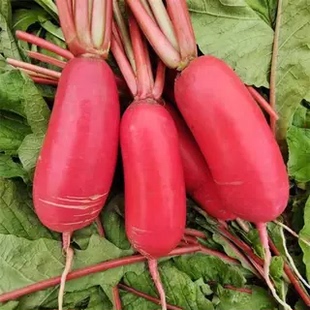 新鲜红皮萝卜9斤装红皮白心萝卜脆嫩腌制泡菜专用时令蔬菜包邮