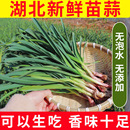 湖北宜昌新鲜蒜苗红皮大蒜苗新鲜蔬菜农家自种香蒜现挖带泥紫皮蒜