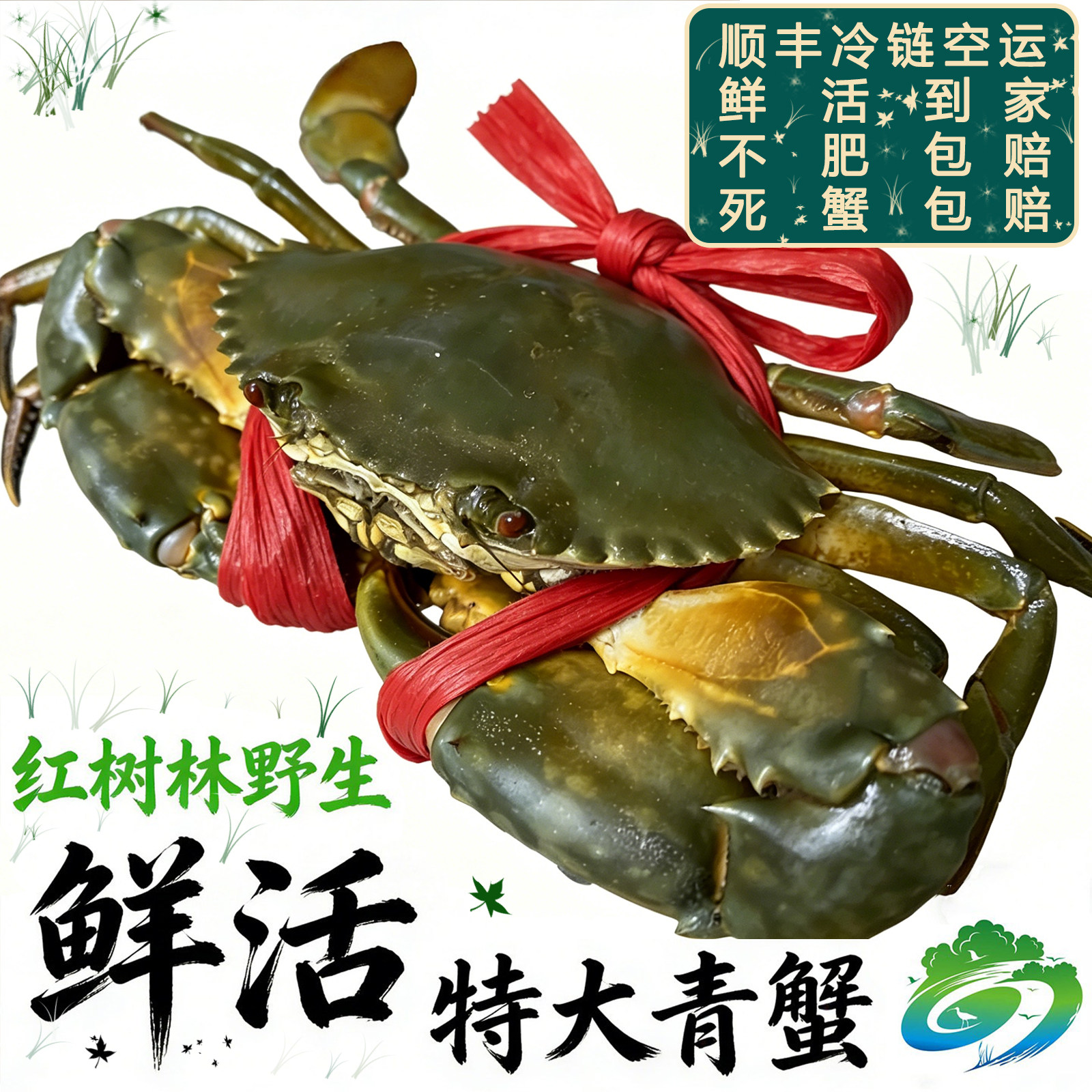 三门特大青蟹公蟹肉蟹红膏蟹爆膏满黄红鲟蝤蛑6-7两/只顺丰包活礼