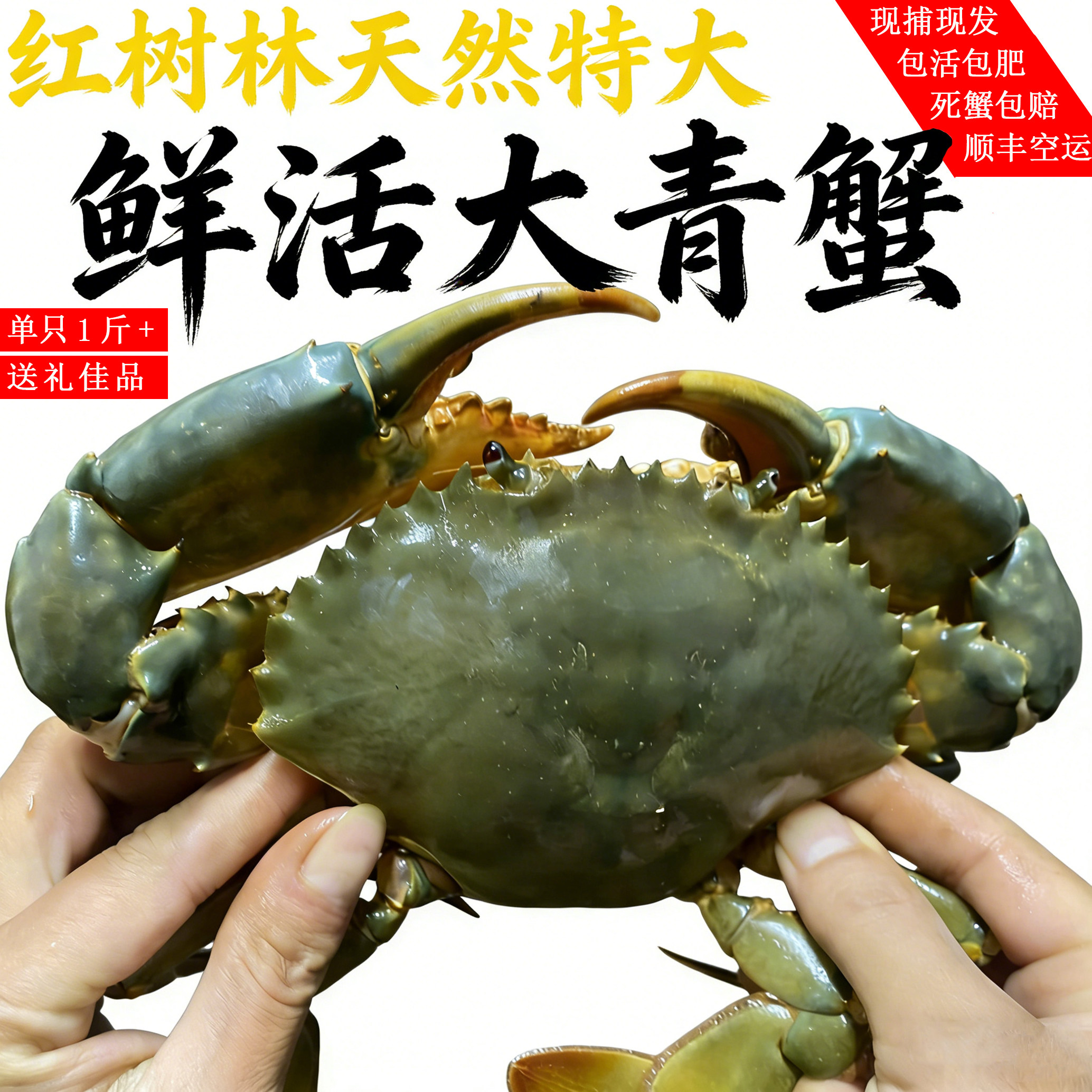 野生鲜活特大青蟹全母大红膏蟹顶角爆膏螃蟹海鲜红鲟顺丰包活送礼