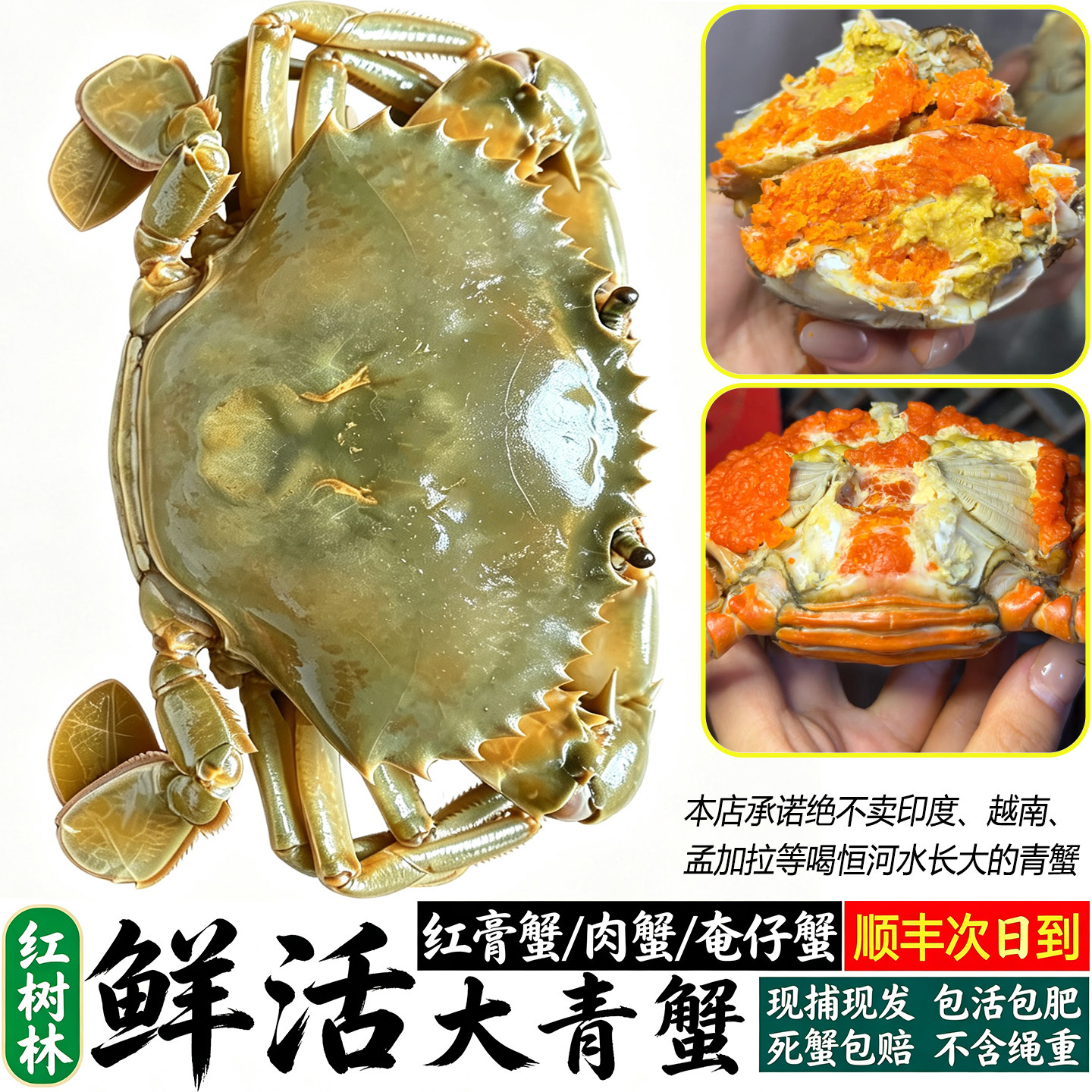 红树林鲜活大青蟹大红膏蟹海捕大公蟹肉蟹红鲟海蟹和乐蟹满肉满膏