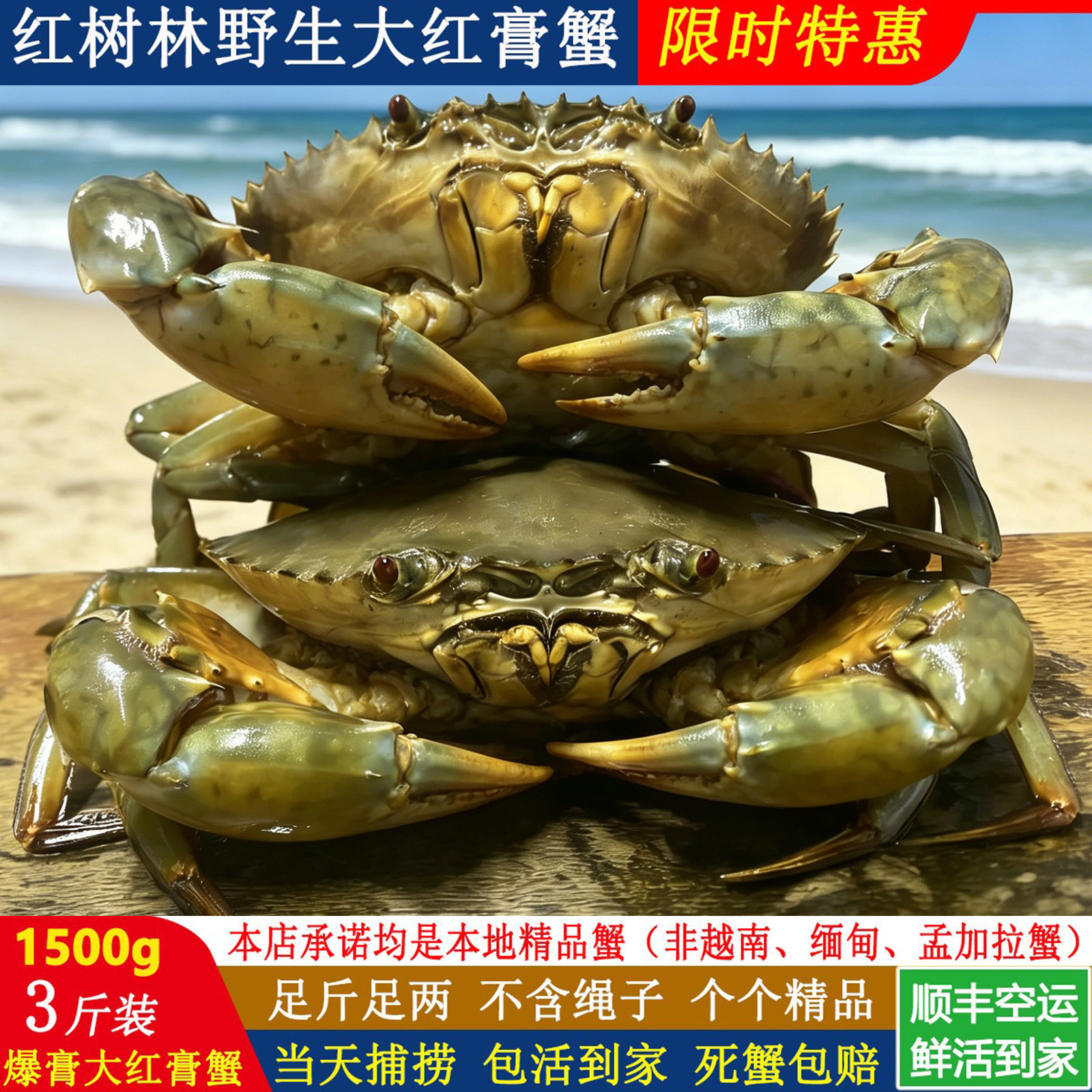 红树林鲜活特大红膏蟹青蟹和乐蟹肉蟹红鲟羔蟹螃蟹奄仔蟹蝤蠓全母