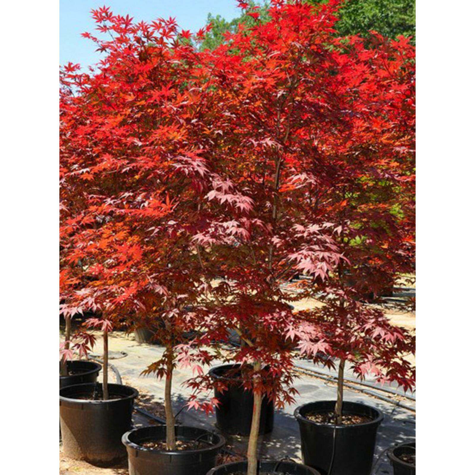 红枫树苗三季红庭院别墅绿化耐寒日本美国红枫耐旱北方种植物盆栽