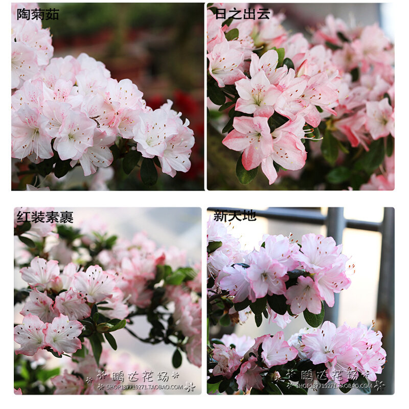 东洋鹃进口春鹃陶菊如红妆素裹新天地杜鹃盆景