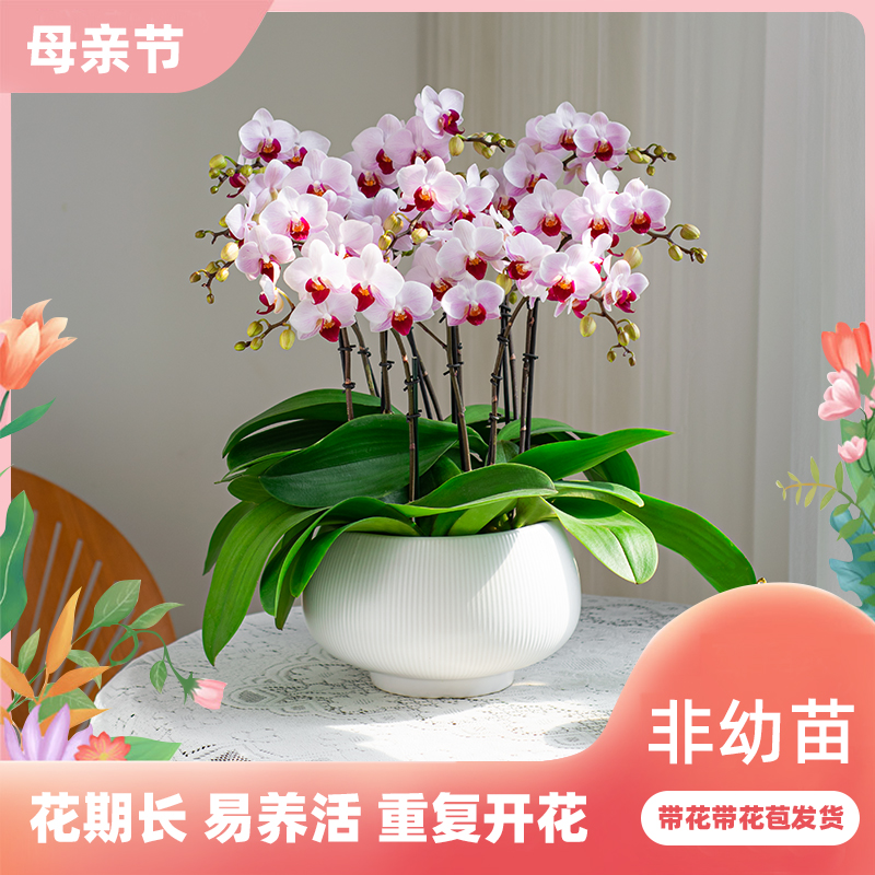 貂蝉欧品蝴蝶兰盆栽带花年宵花