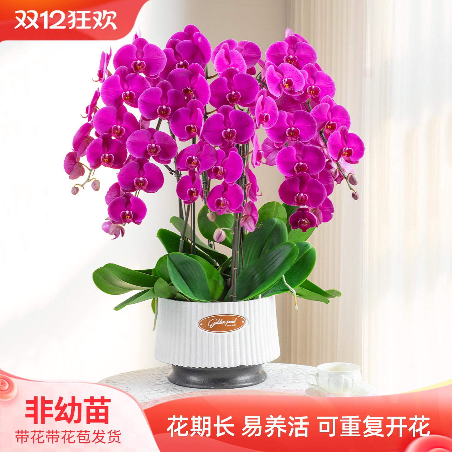 金色池塘蝴蝶兰盆栽带花节日礼物