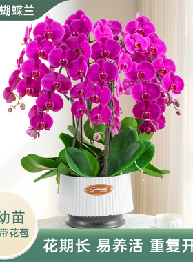 金色池塘欧苗蝴蝶兰盆栽带花带花苞客厅花卉开业乔迁鲜花节日礼物