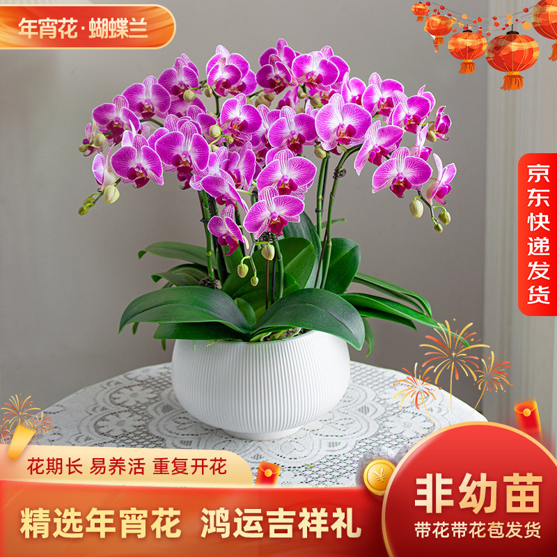 金色池塘欧苗蝴蝶兰盆栽带花带花苞室内花卉开业鲜花礼物年宵花,鲜花速递/花卉仿真/绿植园艺,国兰/杂交兰/洋兰类,淘宝优惠券,粉丝福利购,淘宝优惠卷