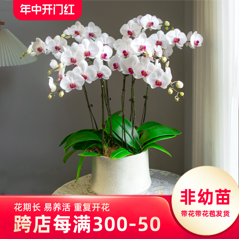 金色池塘【红眸】蝴蝶兰盆栽带花客厅花卉开业乔迁鲜花节日礼物-封面