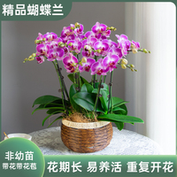金色池塘欧品蝴蝶兰盆栽带花带花苞客厅花卉开业乔迁鲜花节日礼物
