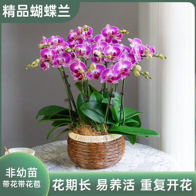 金色池塘欧品蝴蝶兰盆栽带花带花苞客厅花卉开业乔迁鲜花节日礼物