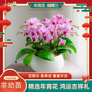 金色池塘【奥利奥】蝴蝶兰盆栽带花客厅花卉乔迁鲜花礼品年宵花