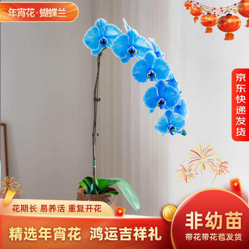 金色池塘【马卡龙V3】蝴蝶兰盆栽带花客厅花卉开业鲜花礼物非天然,鲜花速递/花卉仿真/绿植园艺,国兰/杂交兰/洋兰类,淘宝优惠券,粉丝福利购,淘宝优惠卷