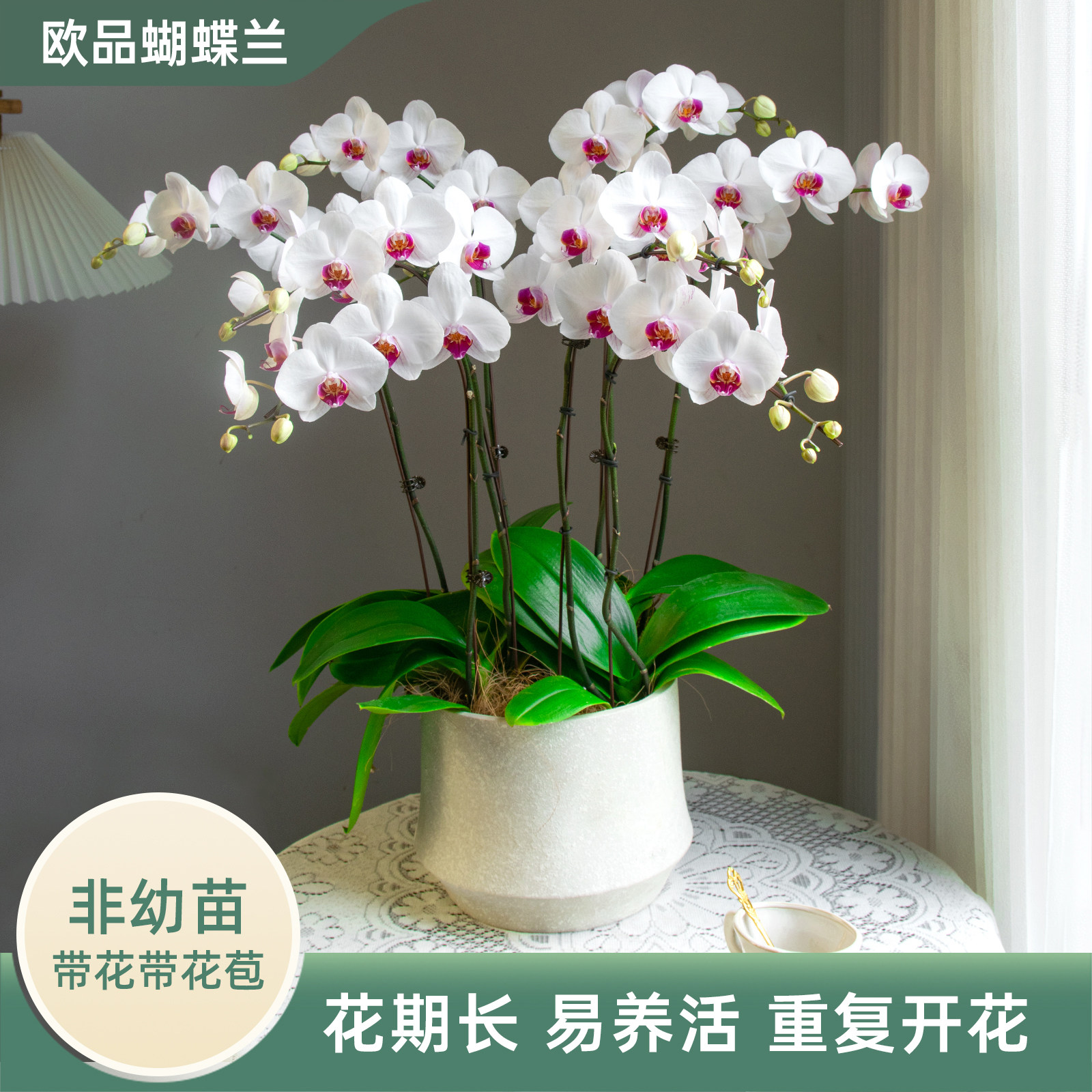 金色池塘欧品蝴蝶兰盆栽带花带花苞客厅花卉乔迁鲜花母亲节礼物