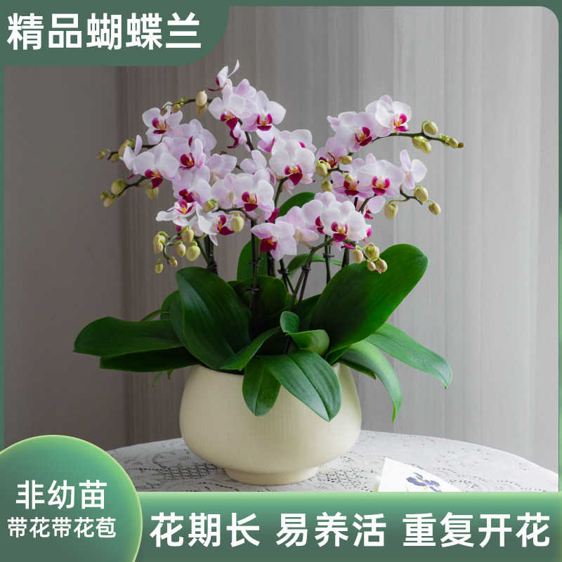 金色池塘【貂蝉】蝴蝶兰盆栽带花客厅花卉开业乔迁鲜花节日礼物