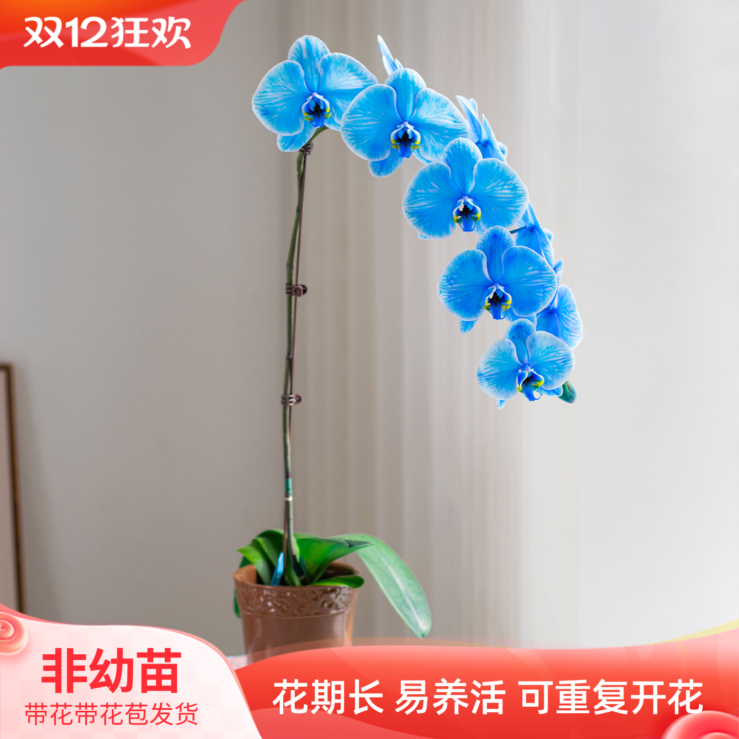 金色池塘蝴蝶兰盆栽带花带花苞