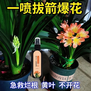 君子兰营养液专用催花叶子发黄烂叶不开花高效液体肥 一喷出箭