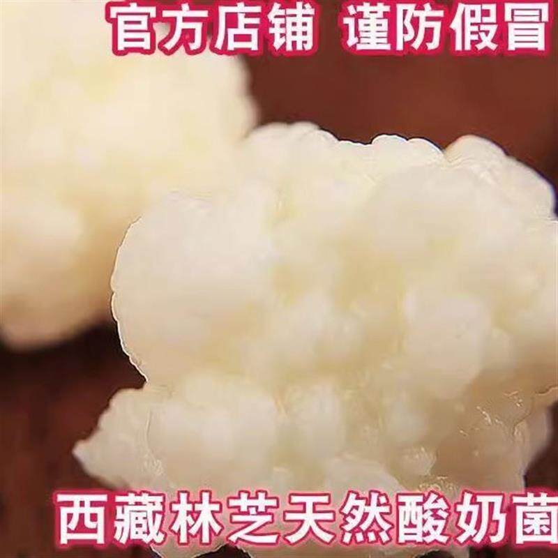 现货西藏雪莲菌种 藏灵菇菌 天山雪莲菌 自制酸奶菌种 开菲尔菌