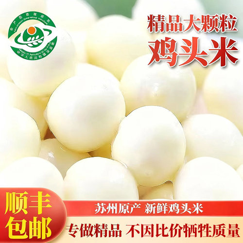 太湖农耕大颗粒鸡头米新鲜2024苏州特产鲜芡