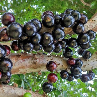 嘉宝果种子树葡萄苗正宗台湾树葡萄沙巴四季盆栽南北种植当年结果