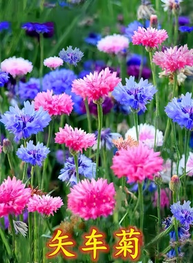 矢车菊花种子四季播种易活开花卉室内外庭院绿化盆栽植物花种籽子