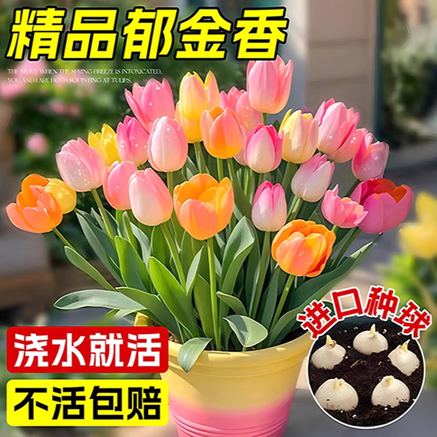 进口郁金香种球水培植物室内郁净香种子盆栽成品花苗好养水仙花卉