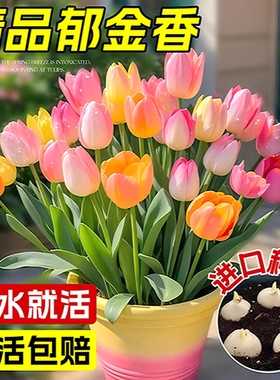 进口郁金香种球水培植物室内郁净香种子盆栽成品花苗好养水仙花卉