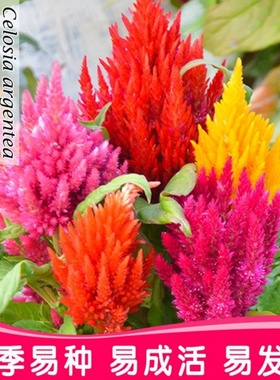 鸡冠花种子室内外凤尾羽状易种盆栽植物四季播种开花阳台庭院花籽