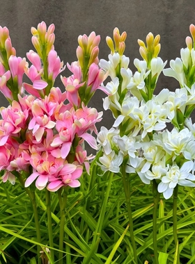 晚香玉种球重瓣大花球根夜来香浓香型鲜切花庭院阳台好养盆栽花卉