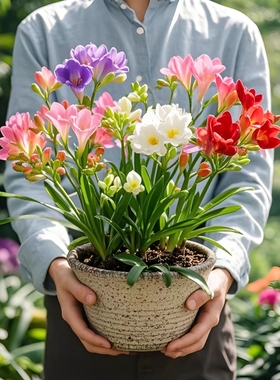 进口香雪兰种球盆栽重瓣带花苞混色小苍兰室内四季播种开花绿植物