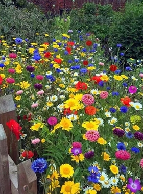 耐寒多年生野花组合种籽庭院景观室外阳台花海种子四季混合型开花